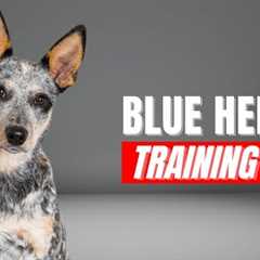 How to Train Your Blue Heeler | Best Blue Heeler Puppy Training Tips