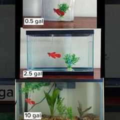 Tiny vs. larger aquarium for betta fish