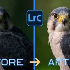 Revolutionize your wildlife photography with these 5 Lightroom hacks