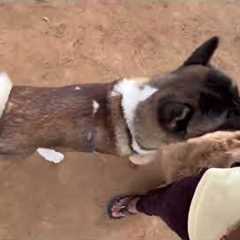 Akita dog breed is too funny 🤣 @dogloverprakash