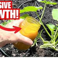 Even Dead And Diseased Plants Have Instant Growth | Simple Kitchen Remedy!