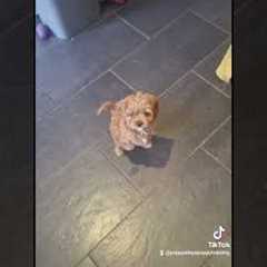 Trained puppy,  training an 8 week old Cavapoo. #trainedpuppy