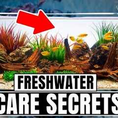 30 Freshwater Aquarium Tips Every Beginner Needs To Know