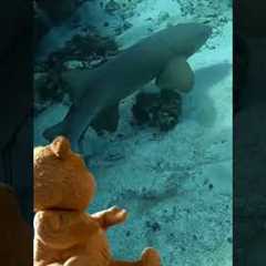 Every dive #scubadiving #sea #scuba #dive #ocean #diving #travel #travelvlog #traveling