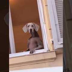 FUNNIEST VIDEO 📹 🤣 😂 29 #viral #trending  #funny #youtubeshorts #viral #short #cat #comedy #dog