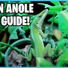 How to take Care of Green Anoles! Green Anole Care Guide!
