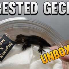Unboxing 5 New Crested Geckos! New Project!