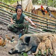 The mother pig is building a nest to prepare to give birth, the piglets are so cute, forest farm