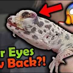 Rescuing a Leopard Gecko that REGREW HER EYES!?
