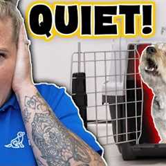 Stop Your Dog From Whining In Their Crate