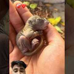 Baby squirrel 🐿️ ❤️🫶 #squirrel #cute #video #animals #youtube #trending #funny #music #comedy