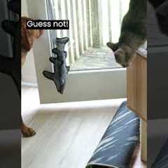 Dog learns to use the door (and tricks the cat)