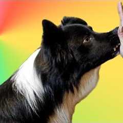 How To Teach Your Dog To Touch Your Hand- Nose Target - Professional Dog Training Tips