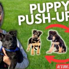 3 MUST KNOW Puppy Tricks for Beginners! | Al’s Dog Training Tips