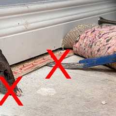 There's a Better Way to Remove Carpet!!!