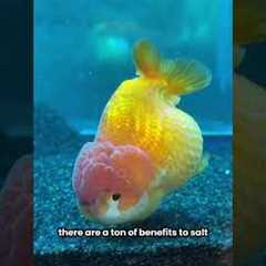 Why I add SALT to a FRESHWATER tank
