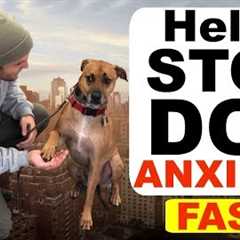 How to stop Dog Anxiety Fast -Dog anxiety training|Fearful dog training tips!