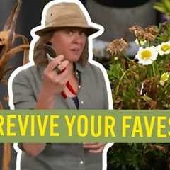 How To Revive Dying Plants | Gardening Hacks | Gardening Australia