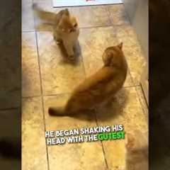 Cat shows off his boxing skills 😂
