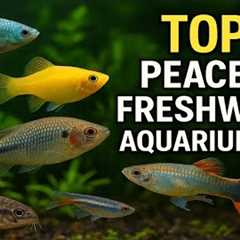 TOP 7 PEACEFUL FRESHWATER AQUARIUM FISH