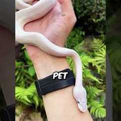 These Are The Best Exotic Pets To Own!