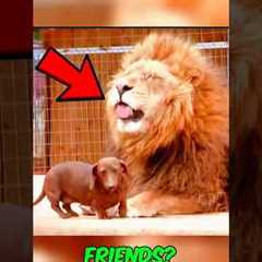 You Won’t Believe These Animal Friendships – Especially the Last