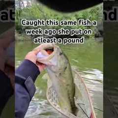 Stacking numbers on Big Bass #fishing #lake #carp #bassfishing #sunfish #perch #footballjig #pike