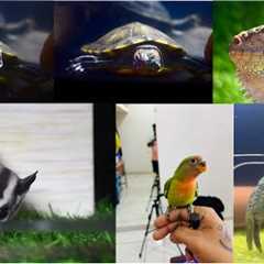 For My Exotic pet’s and getting their love is a great bonding experience with them.free fly training