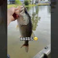BASSIS🔥🔥🔥🔥#fishing #trending