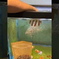 Don’t make this mistake when feeding your fish!
