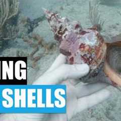 Should I scuba for shells? First time diving a shipwreck for seashells.