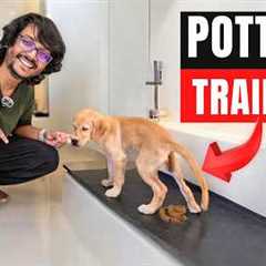 Dog potty training ! Completely potty train your dog or pup quickly and easily PART 1