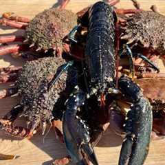 Fresh Seafood - BIG Crab Catch, Clean and Cook - Homemade Red Pepper Crab Cakes | The Fish Locker