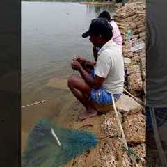 Catching Tasty Fishes in Lake #fishing #fishingvideos #thoondilulagam #lakefishing