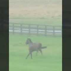 Jockey falls off horse at 40mph