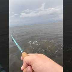 Uhhhh…. #shorts #fishing