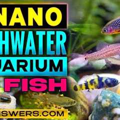 20 Tiny Freshwater Aquarium Fish That Stay Small – Perfect for Nano Tanks!