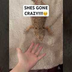 Off her ROCKER.😶 #cutepets #reptiles #petreptile #livszoo #beardeddragon #pets #lizard #reptile