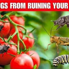 Secret Natural Remedies to Keep Bugs Out of Your Vegetable Garden Forever