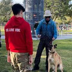 How To Stop A Reactive Dog FAST!!! ( And Actually Help Them).