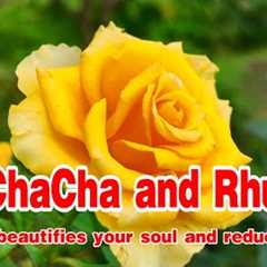 ChaCha and Rhumba melody, New relaxing music bring peace and reduce stress, music for relaxation