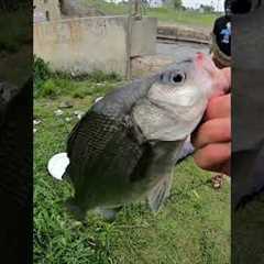 Fishing belleville dam… If I catch a fish, I get $50 #bet #funny #fishing #bass #fisherman