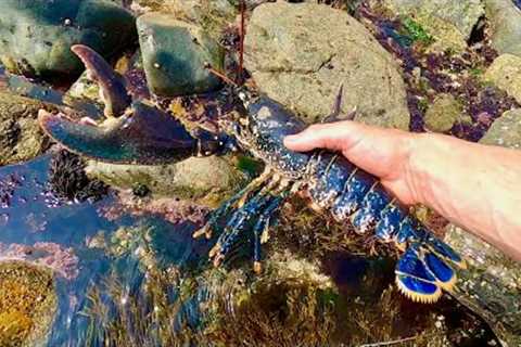 Big Lobster on Extreme Low Tide - Catch &amp;  Cook