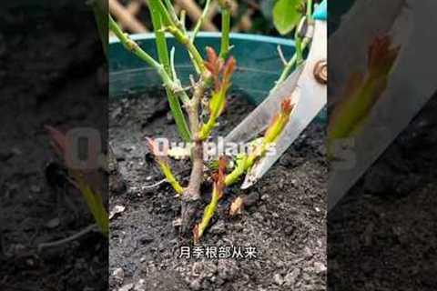 Rose plant Maintenance Tips #shorts #plants #rose #tips