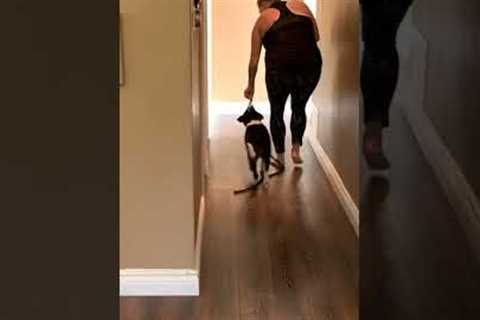 START HERE With Your Puppy Walking Training
