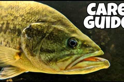 How To Raise Pet Bass! Largemouth Bass Aquarium!