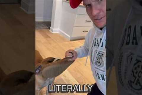 How to STOP your puppy from biting on everything! Puppy Training Tips! #puppytraining