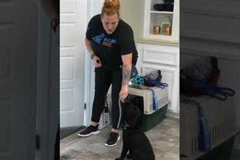 Do THIS Every Morning After You Feed Your Puppy!