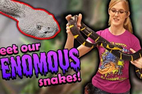 Meet our Venomous Snakes!