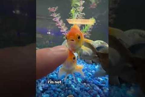 NEW GOLDFISH TANK